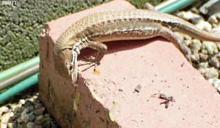 200512カナヘビ0a.jpg