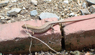 200512カナヘビ2.jpg