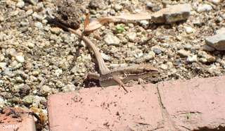 200512カナヘビ3.jpg