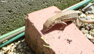 200512カナヘビ0.jpg