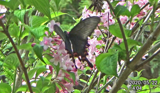200522ミヤマ♀0.bmp