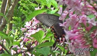 200522ミヤマ♀00.bmp