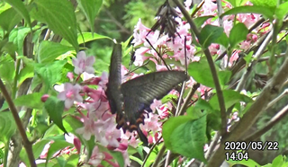 200522ミヤマ♀1.bmp