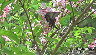 200522ミヤマ♀2.bmp