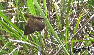 200523ヒメ1112a.bmp