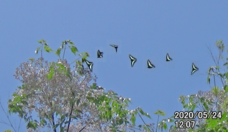 200524アオスジ1207.bmp