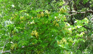 200524suikazura3.jpg