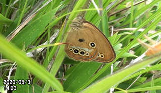 200531ヒメ♀m.bmp