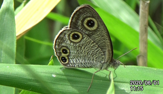 200601ウラナミJ1115.bmp