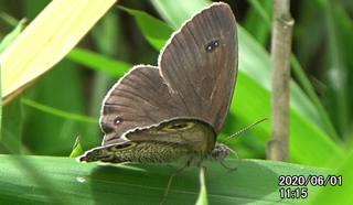 200601ウラナミJ1115a.bmp