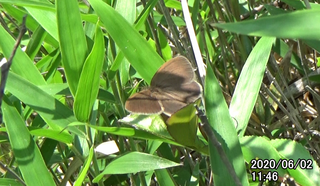 200602ヒメ1146.bmp