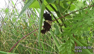 200603Prepupa1355.bmp
