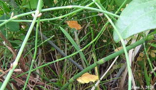200603Pupa0.jpg