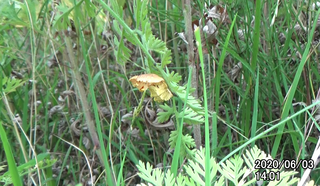 200603Pupa1401.bmp