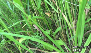 200603Pupa1403.bmp