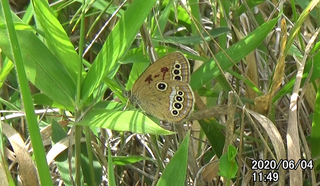 200604ヒメ♀1149.bmp
