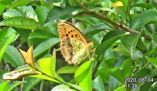 200604UG1138a.bmp