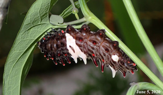 200605larva0.jpg
