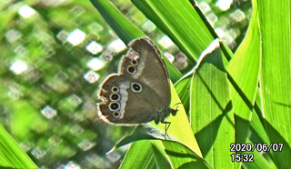 200607ヒメ♀1532.bmp