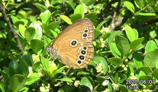 200607ヒメ♀1538.bmp