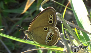 200607ヒメ♀1557.bmp