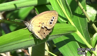 200607ヒメ♀1608.bmp