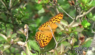 200609ウラギンスジ1445a.bmp