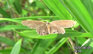 200609ヒメ1439.bmp