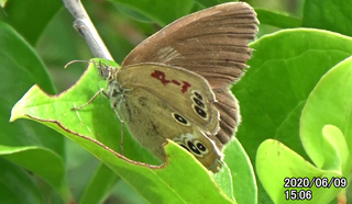 200609ヒメ1506_4-1.bmp