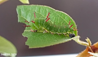 200610larava.jpg