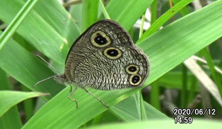 200612ウラナミJ1459.bmp