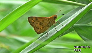 200612キマダラ1349.bmp