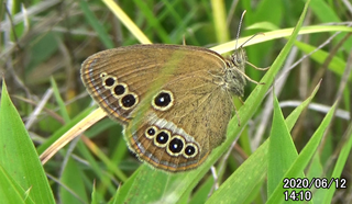 200612ヒメ♀1410.bmp