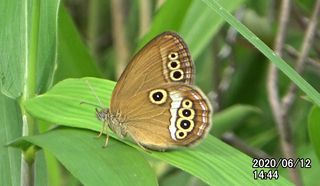 200612ヒメ♀1444.bmp