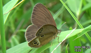200612ヒメ♀1525.bmp