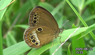 200612ヒメ♀1525a.bmp