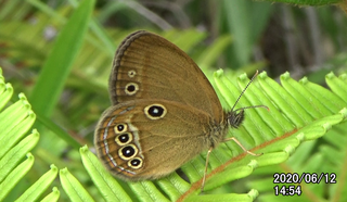 200612ヒメ♂1454.bmp
