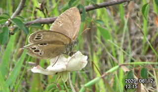 200612ヒメ花1315.bmp