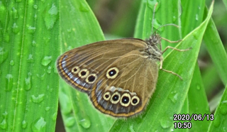 200613ヒメ変異1050.bmp