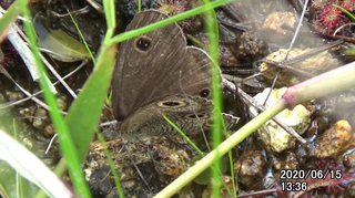 200615ウラナミJ1336a.bmp