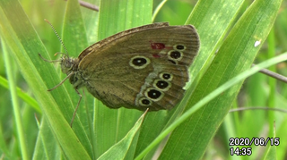 200615ヒメ7_1435.bmp