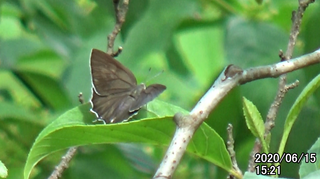 200615ミドリ♀1521.bmp
