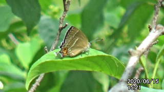 200615ミドリ♀1521b.bmp