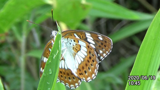 200619アサマ1045a.bmp