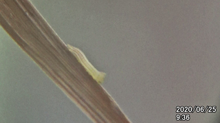 200625larva936a.bmp