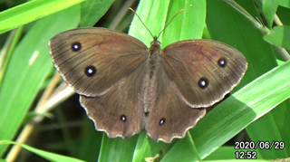 200629ジャノメ♂1252.bmp