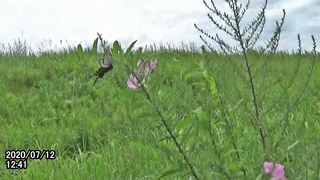 200712ジャコウ♀1241.bmp