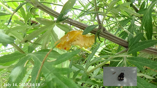 200714pupa1418.jpg