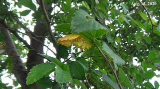 200812pupa0.jpg