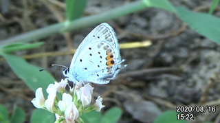 200816ツバメ1522.bmp